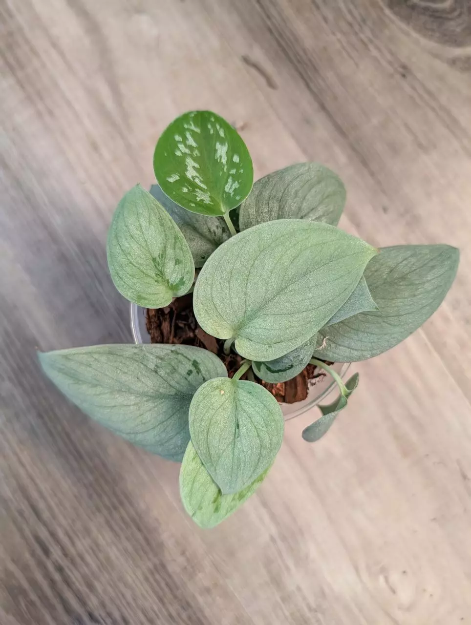 Scindapsus Sooooo Silver with a sneaky Argyreus thumbnail