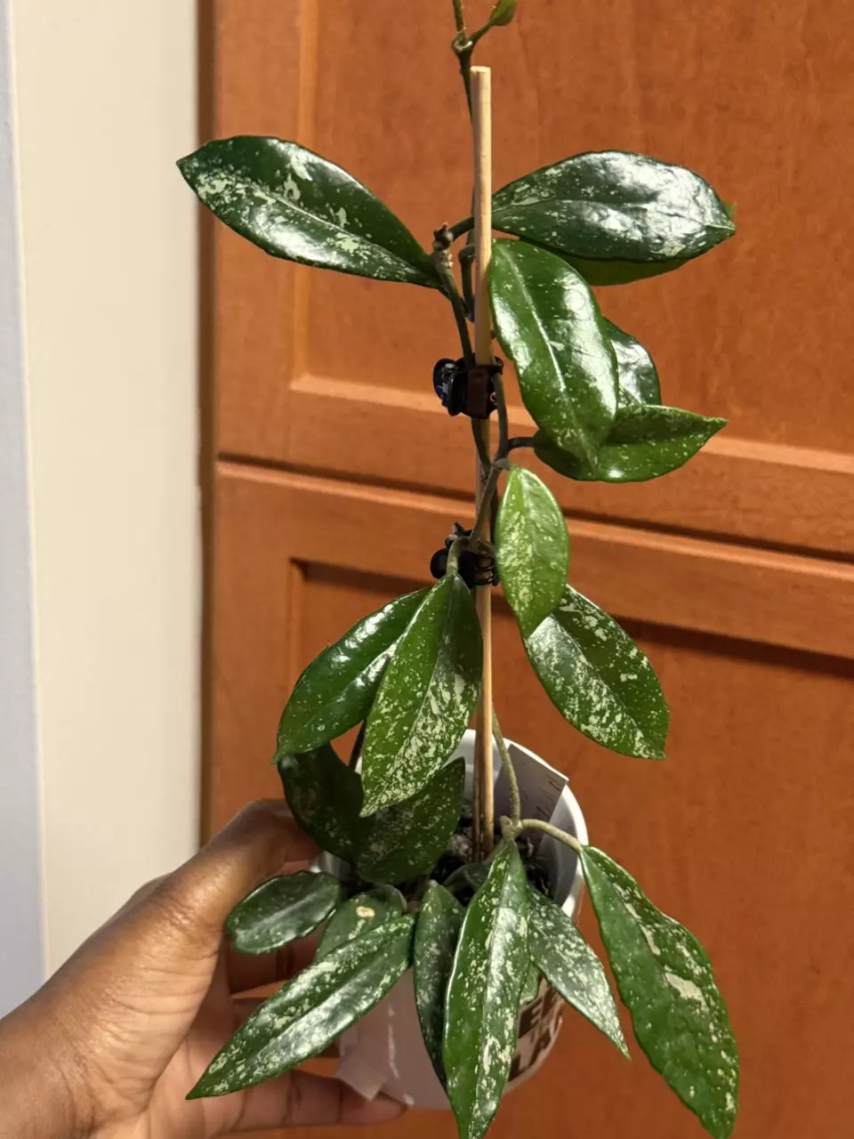 Hoya Wilbur Graves thumbnail