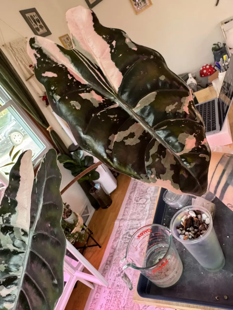 Pink Chantrieri CORM thumbnail