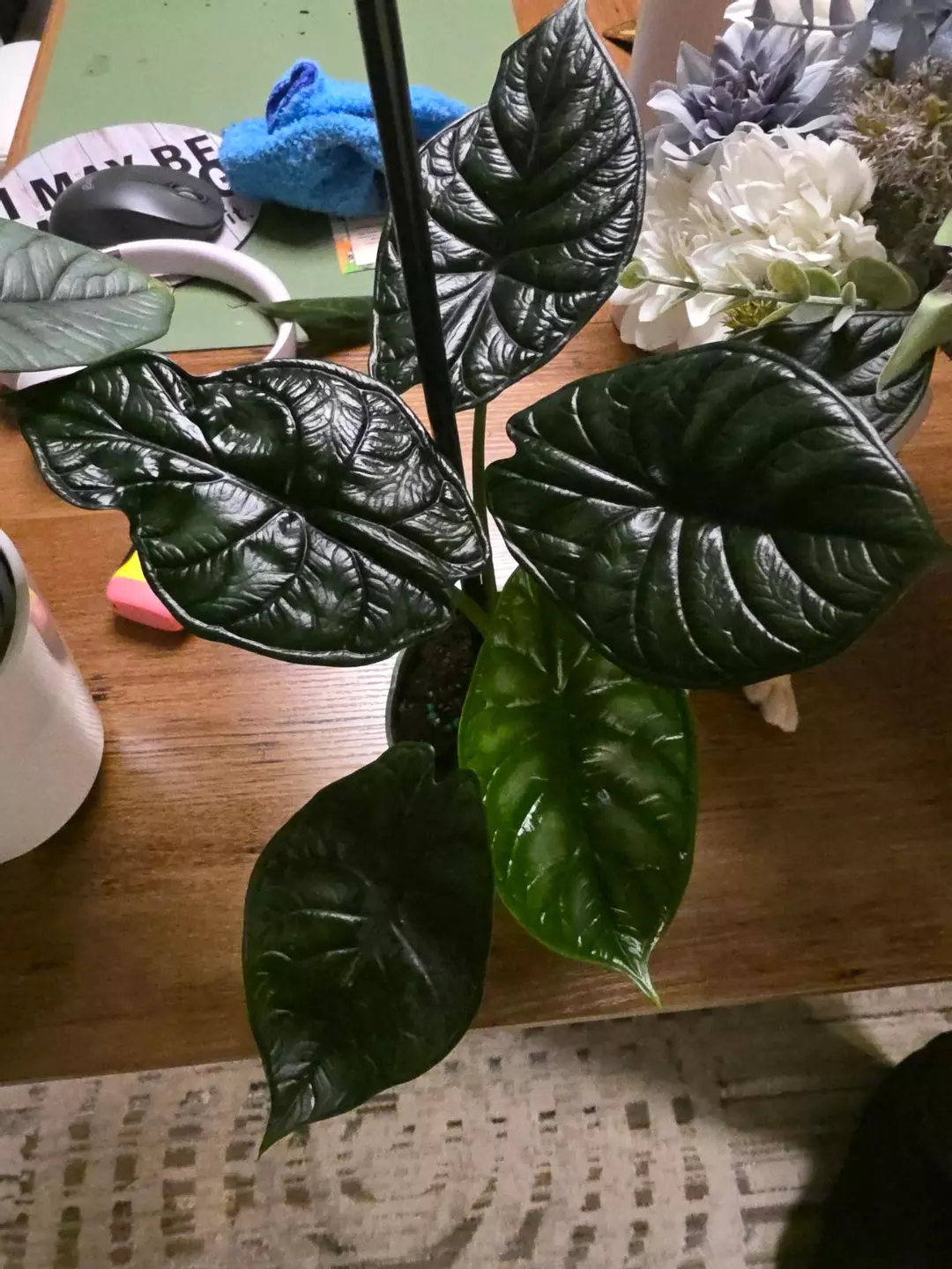 Alocasia Dragonscale thumbnail