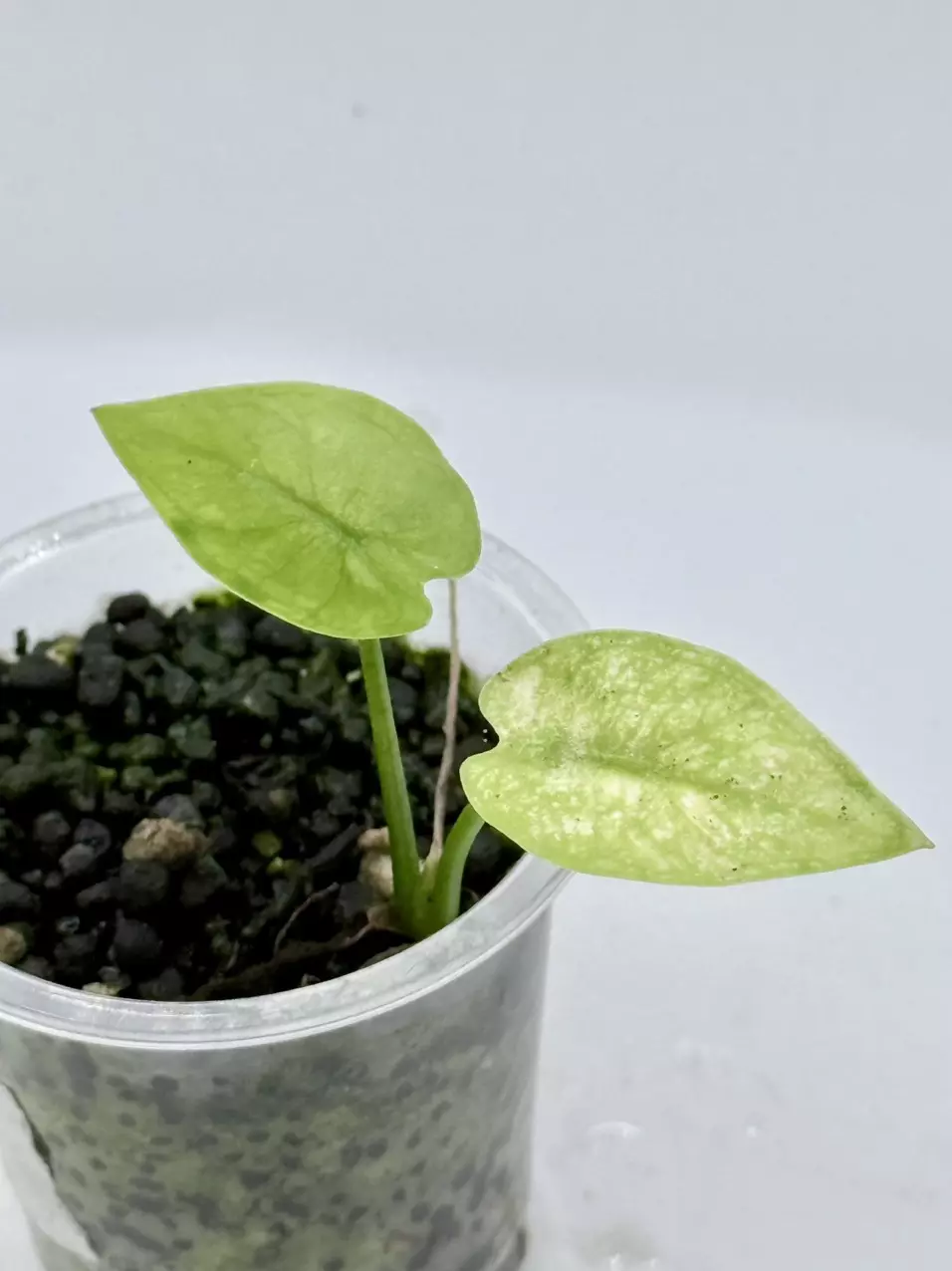 Alocasia Longiloba Galaxy pup from corm thumbnail
