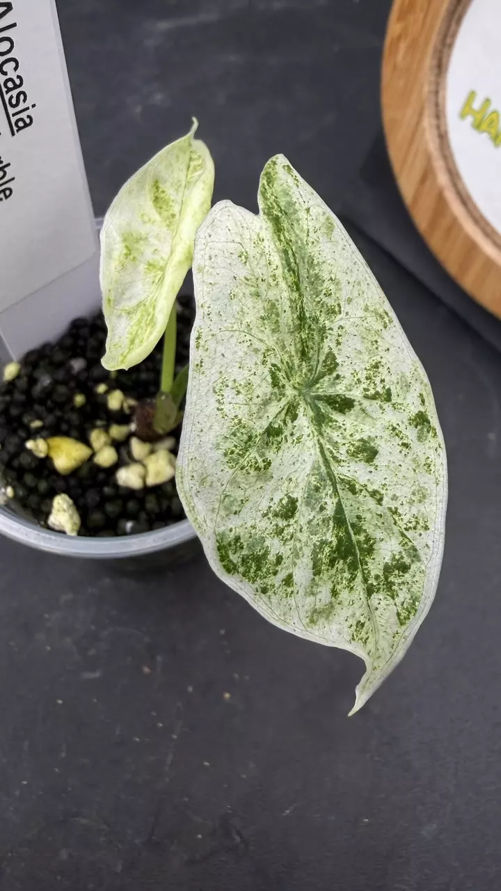Alocasia Longiloba Marble thumbnail