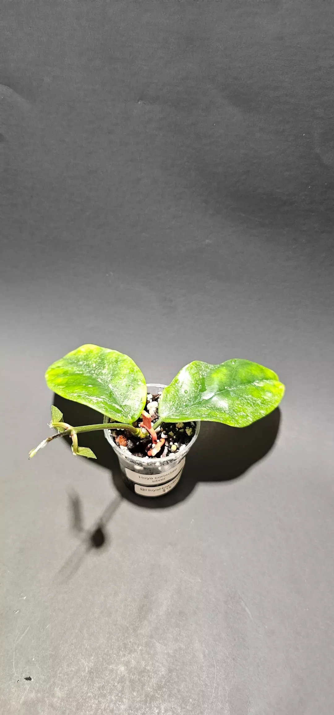 Hoya coriaciae silver thumbnail