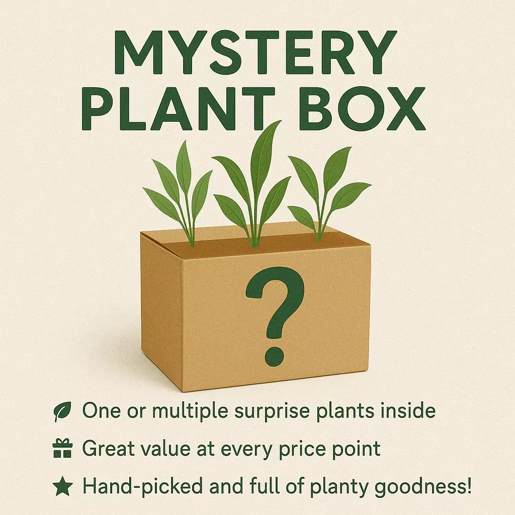 ALOCASIA MYSTERY BOX 5 PLANTS thumbnail