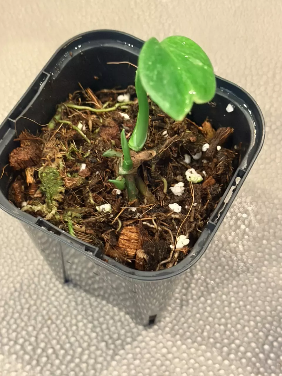 Monstera Bulbasaur thumbnail