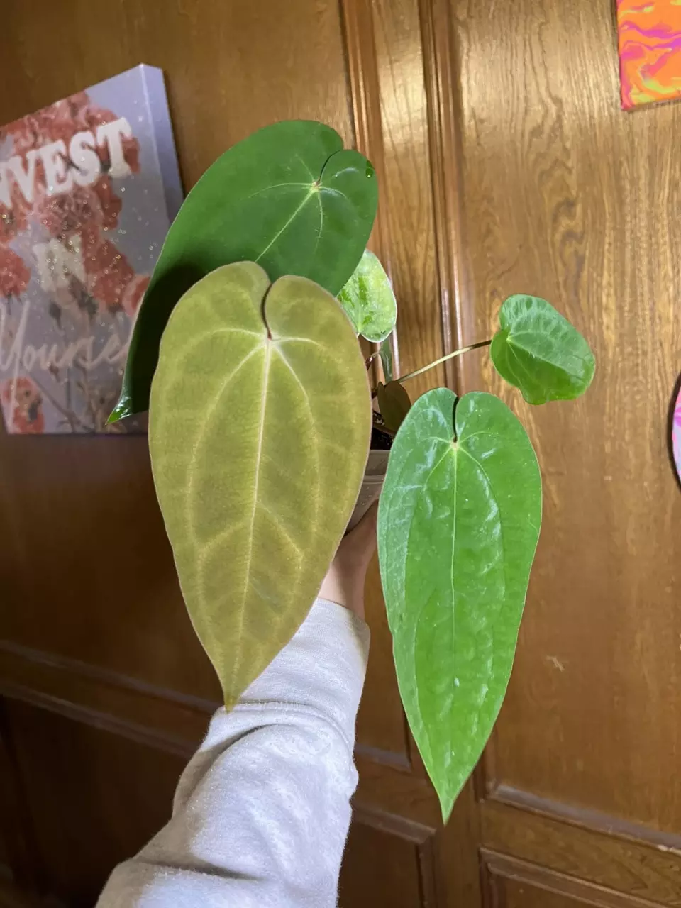 SKG Hot Chocolate Offset thumbnail