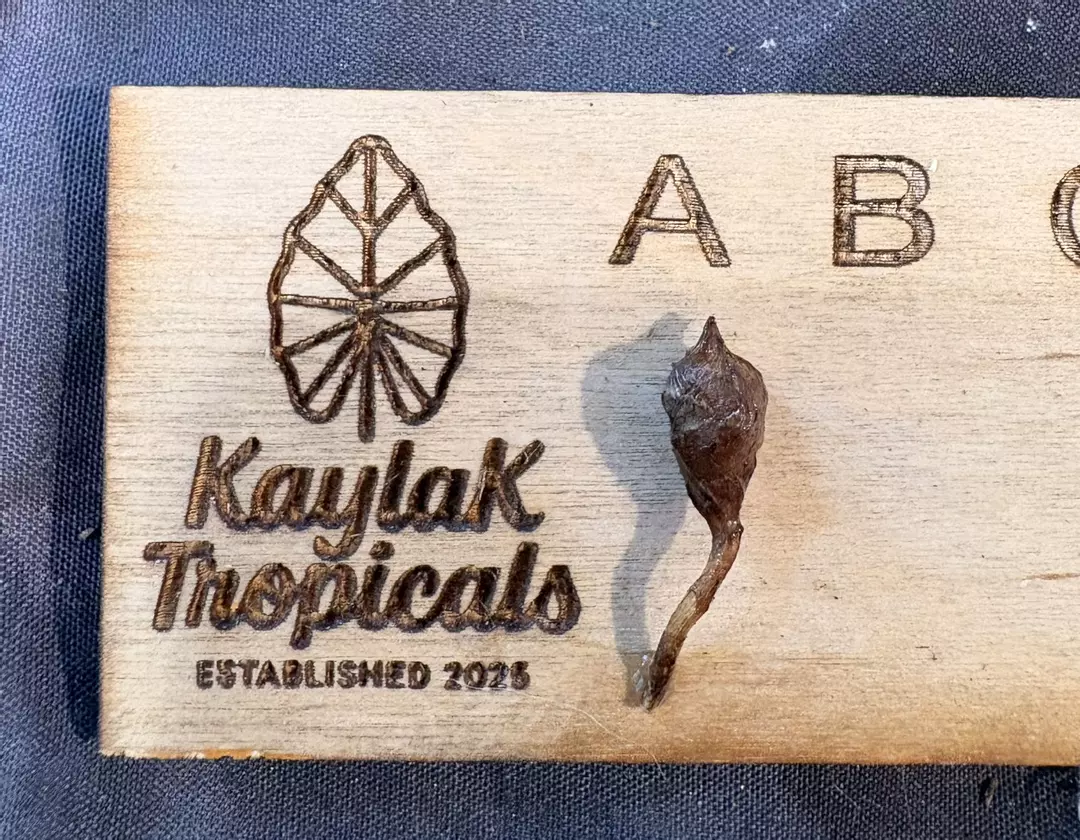 Simpo Albo CORM thumbnail