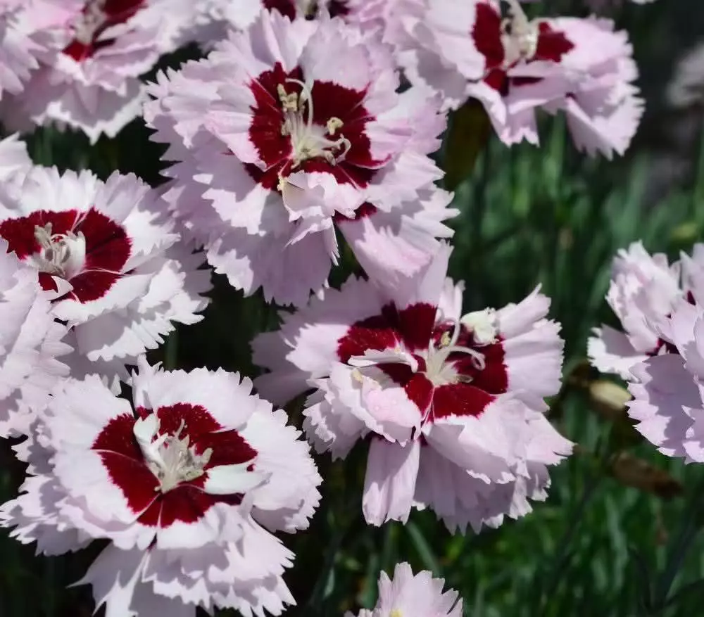 Assorted dianthus angel of enlightenment or angel of desire thumbnail