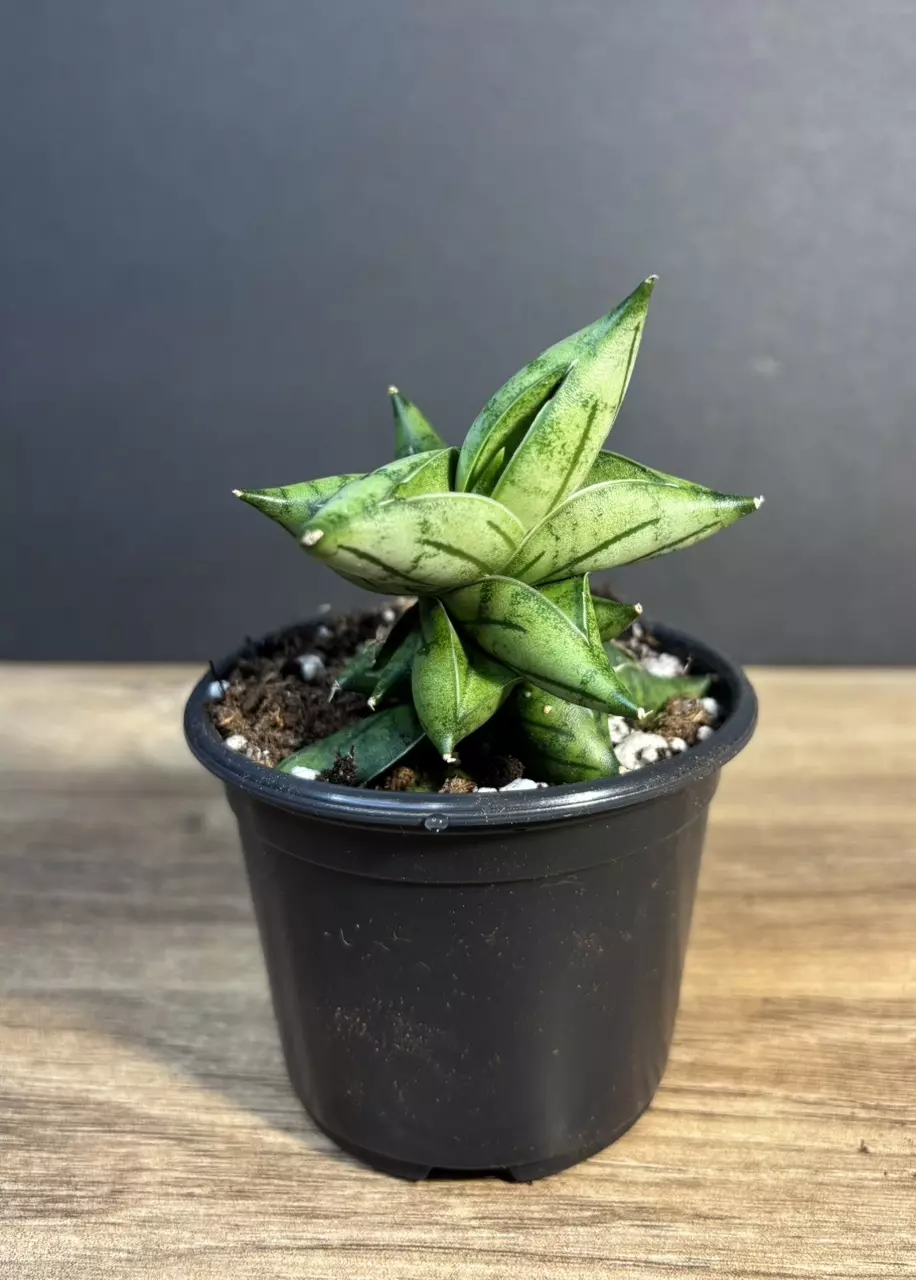 Sansevieria Bonji 3” 2985 thumbnail