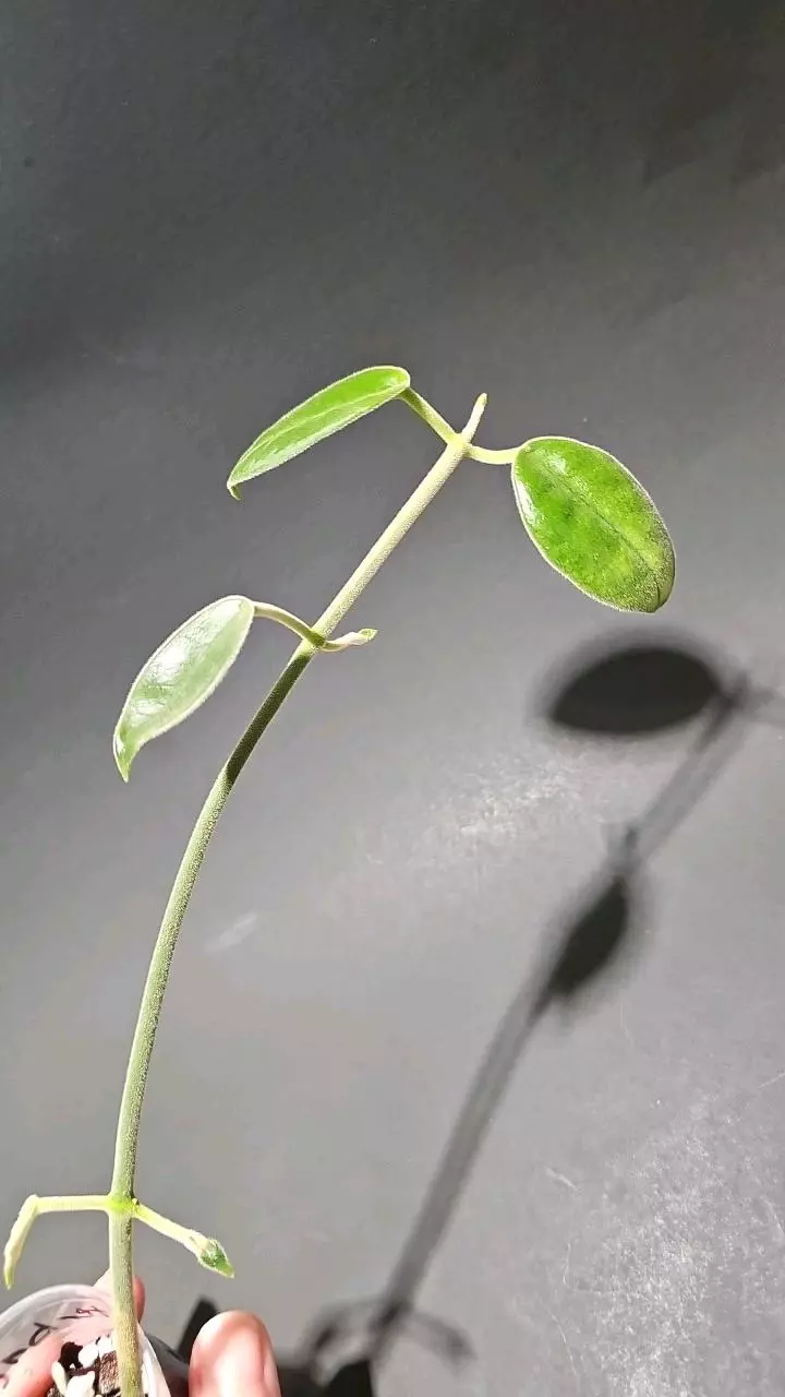 Hoya lauterbachii thumbnail