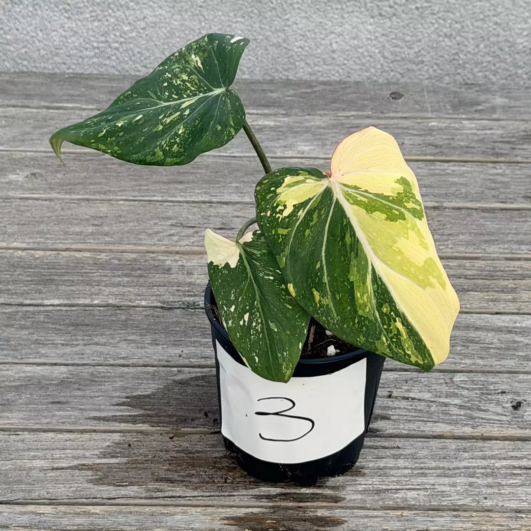 Variegated gloriosum type 2 thumbnail