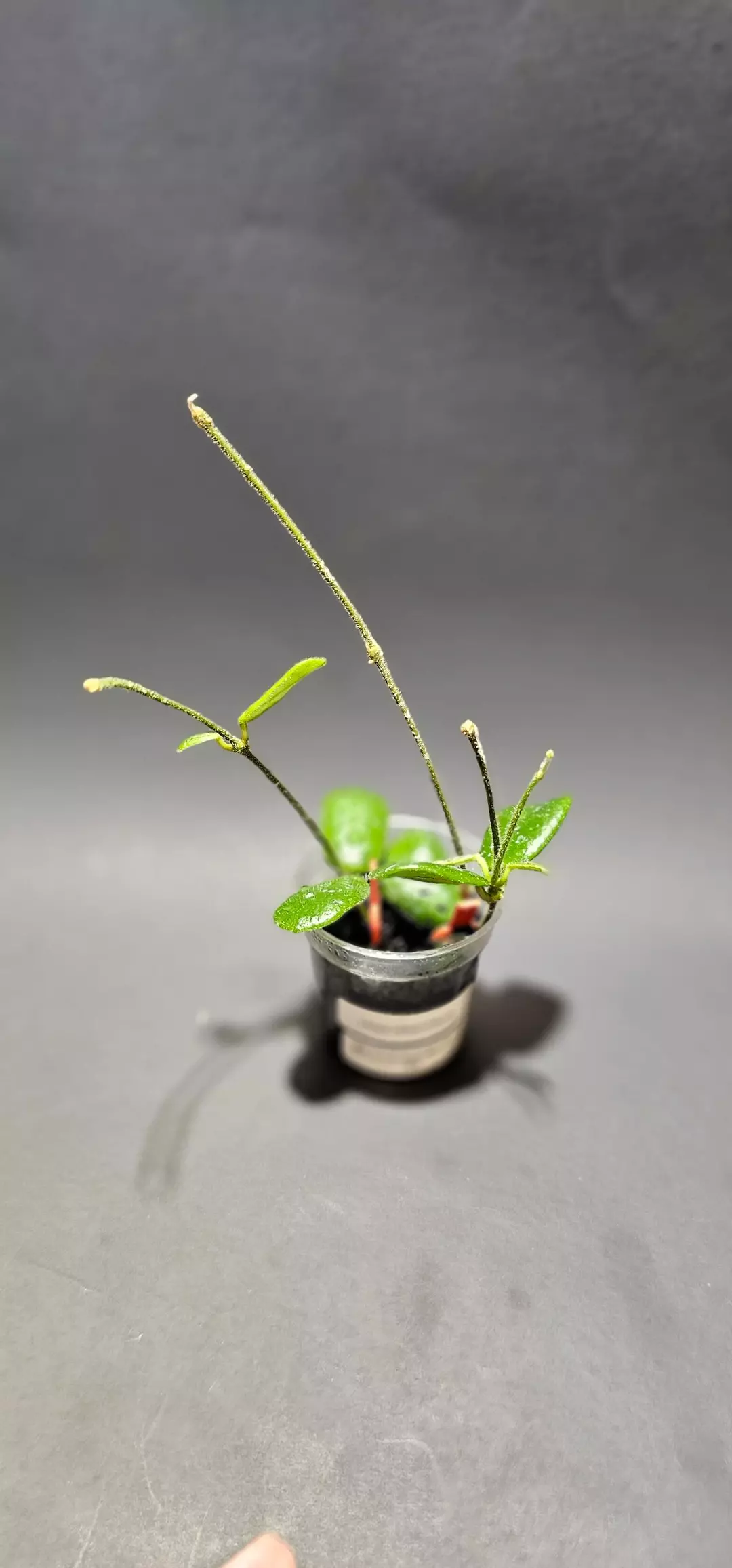 Hoya rotundiflora thumbnail