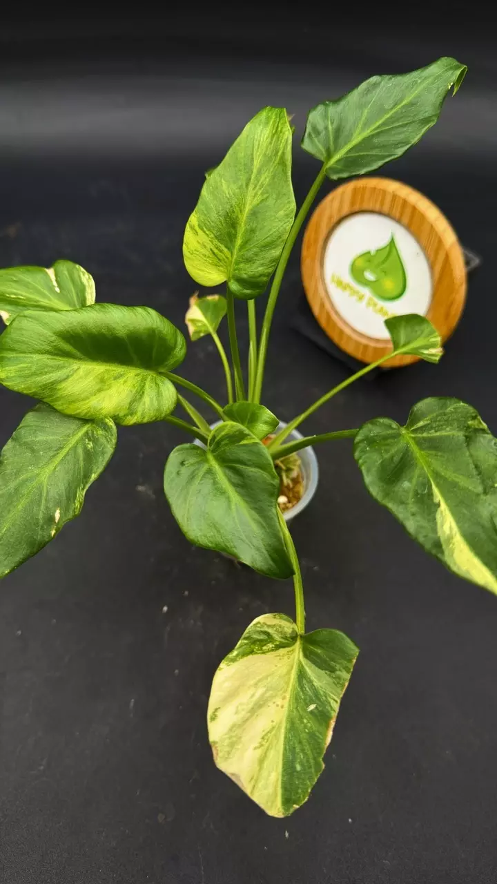 Thaumatophyllum Xanadu Aurea thumbnail