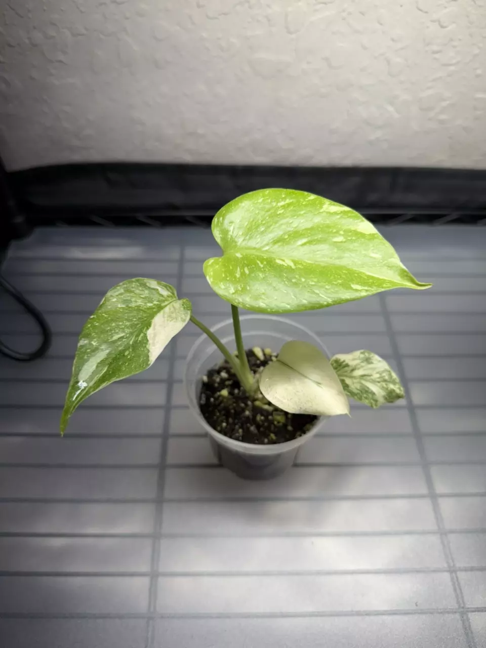 Monstera ‘Crème Brûlée’ ✨🌿EXACT PLANT thumbnail