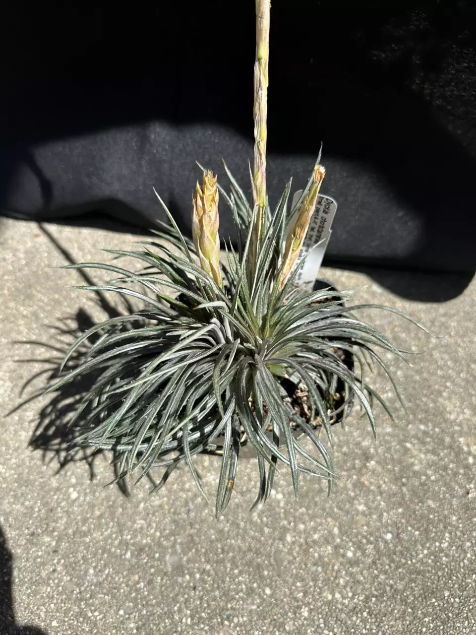 Dyckia choristaminea thumbnail