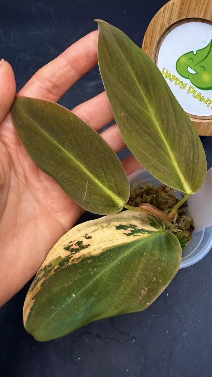 Philodendron Gigas Variegated thumbnail