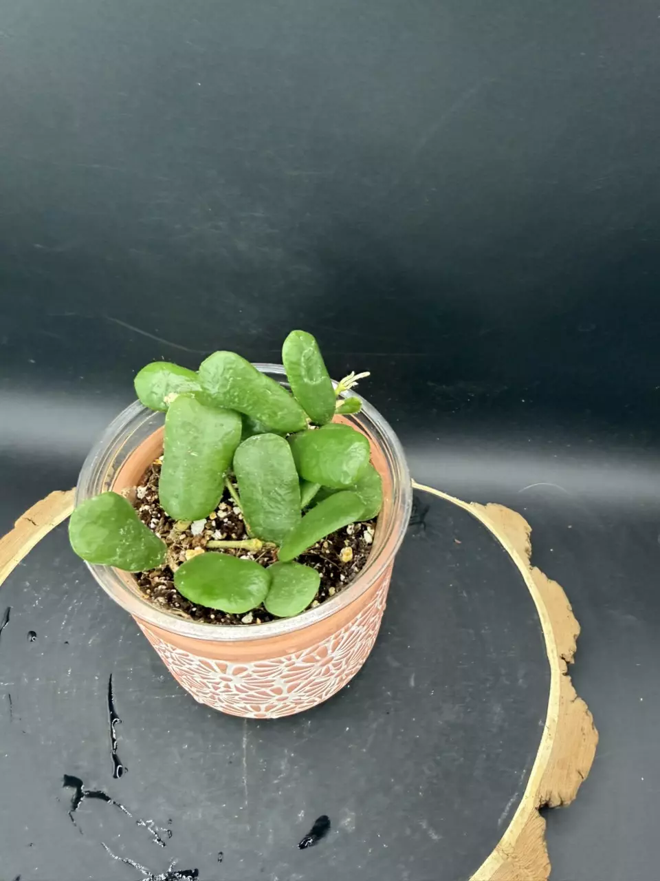 Hoya Rotundiflora #260 thumbnail