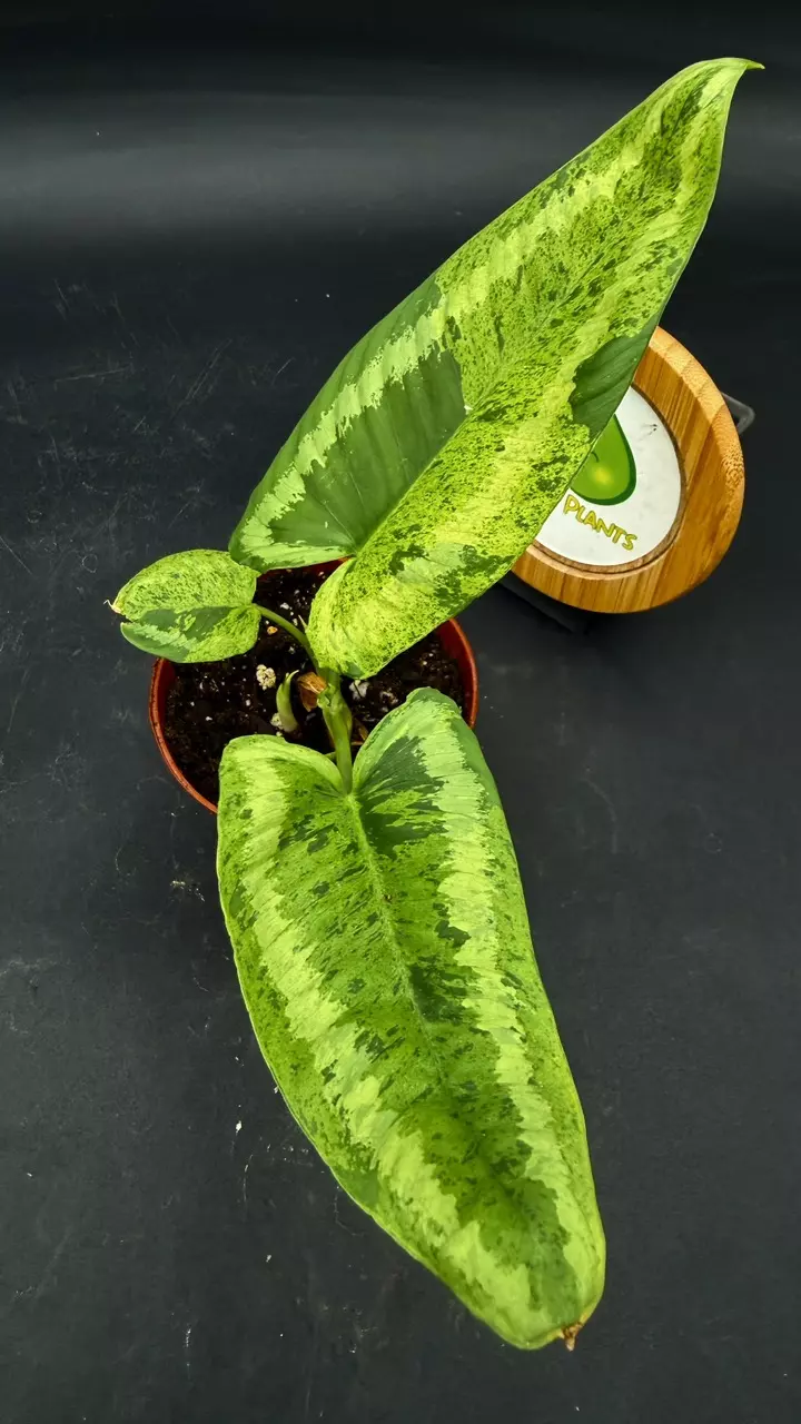 Schismatoglottis Wallichii Marble thumbnail