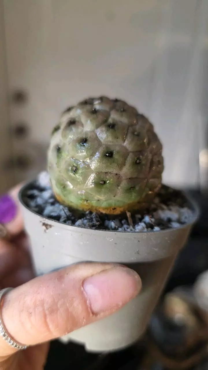 Tephrocactus geometricus thumbnail