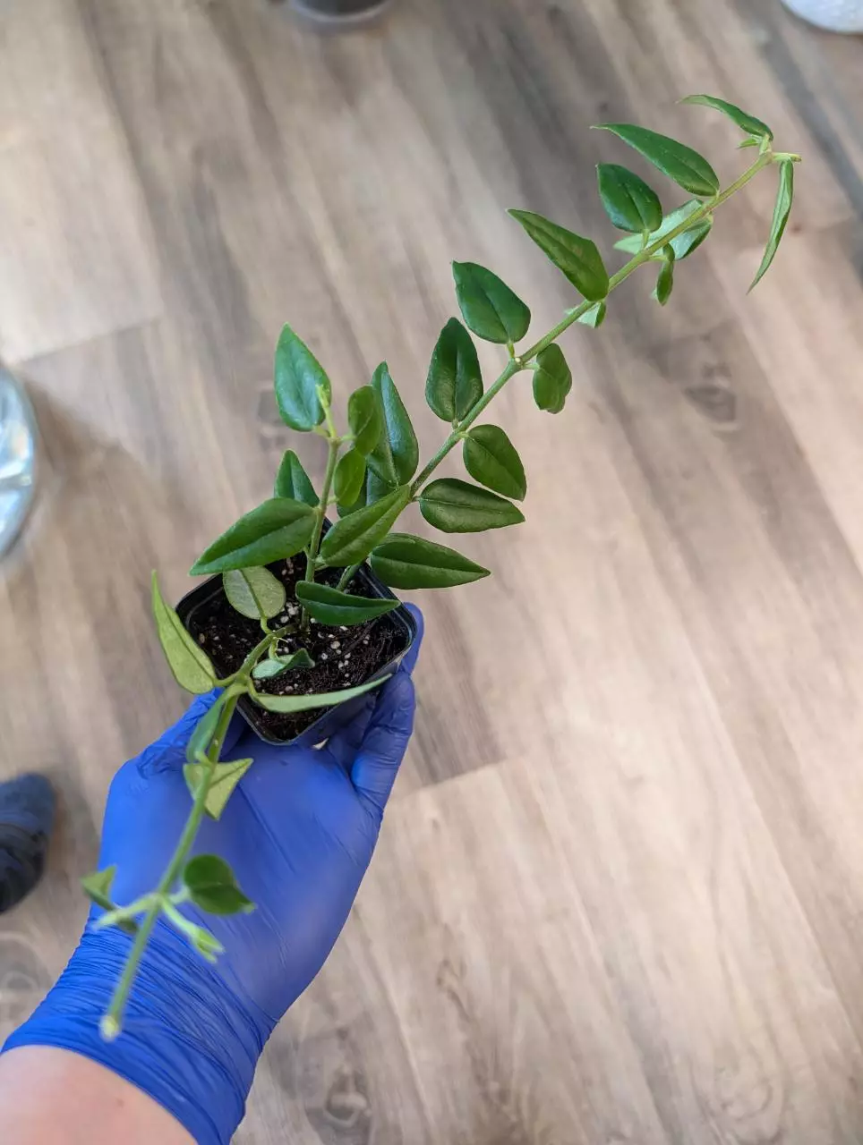 Hoya Bella thumbnail