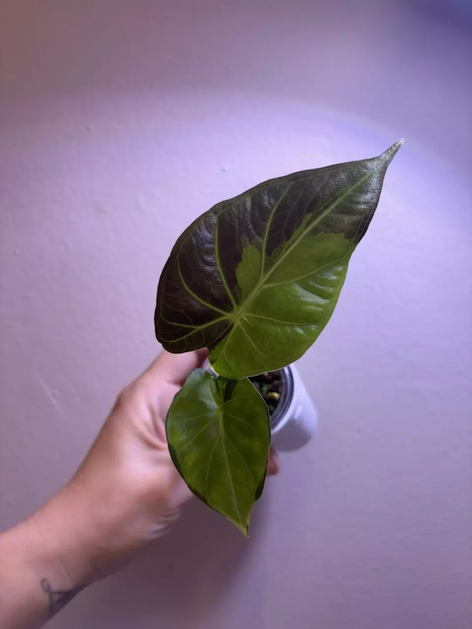 ✨Alocasia Regal Shield GoG✨ thumbnail