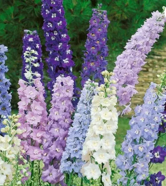 Assorted colors delphinium thumbnail