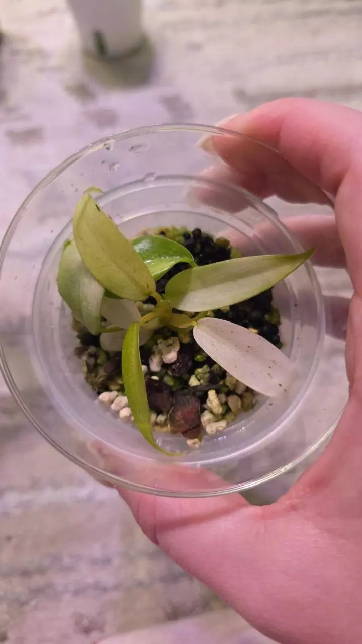 Philodenron Whipple Way thumbnail