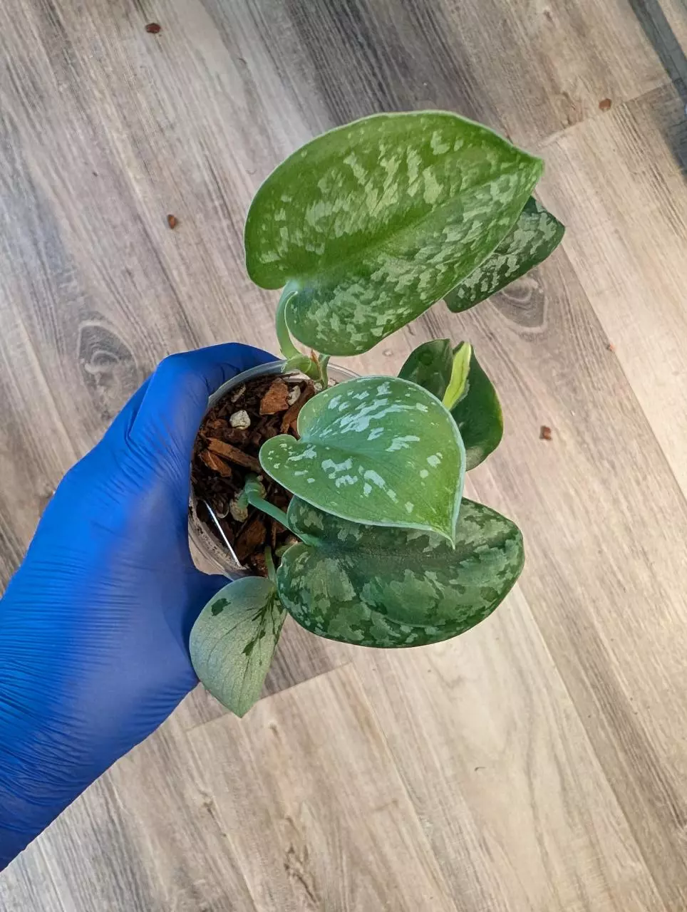 Three Scindapsus in One Pot thumbnail