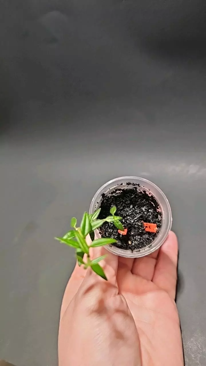 Hoya vaccinoides thumbnail