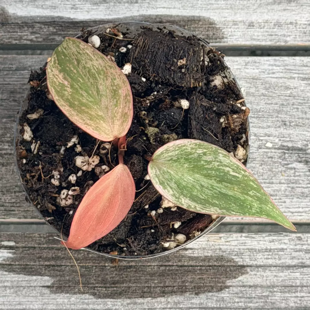 Pink Micans thumbnail