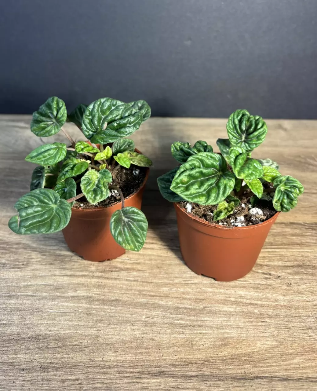 Peperomia Emerald Ripple 3”  - grower’s choice thumbnail