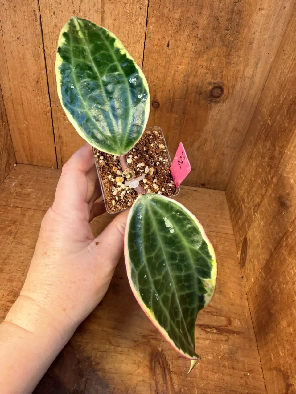 446 Hoya latifolia albo- thick, beefcake leaves 💪 thumbnail