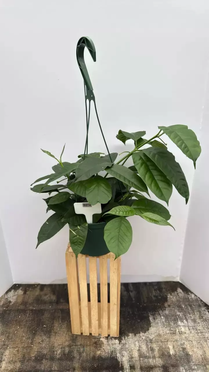 274 Hoya Multiflora 6” thumbnail