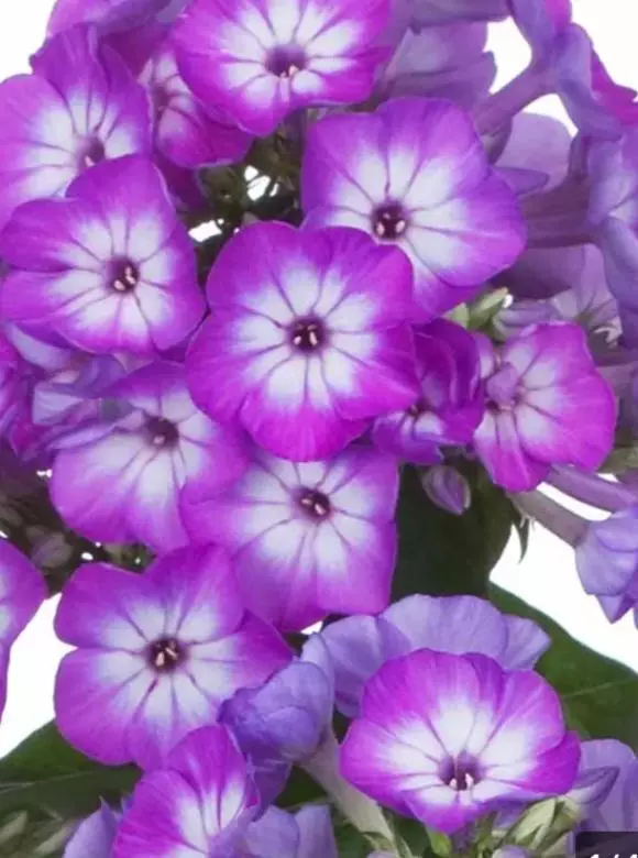 Phlox paniculata flame purple eye (perennial thumbnail
