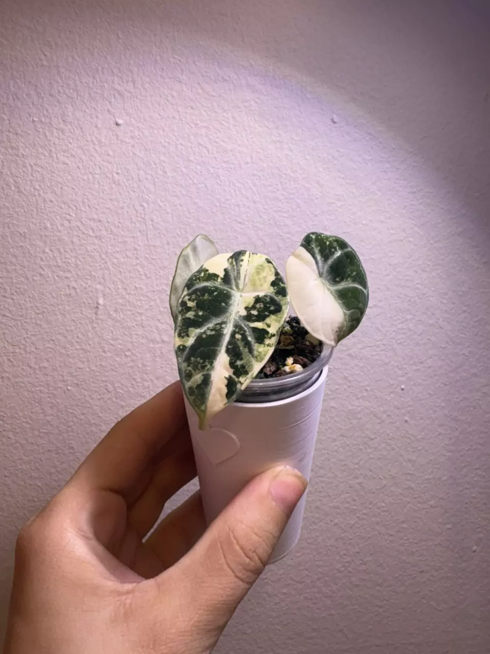 ✨Alocasia Ninja Albo/Pink✨ thumbnail