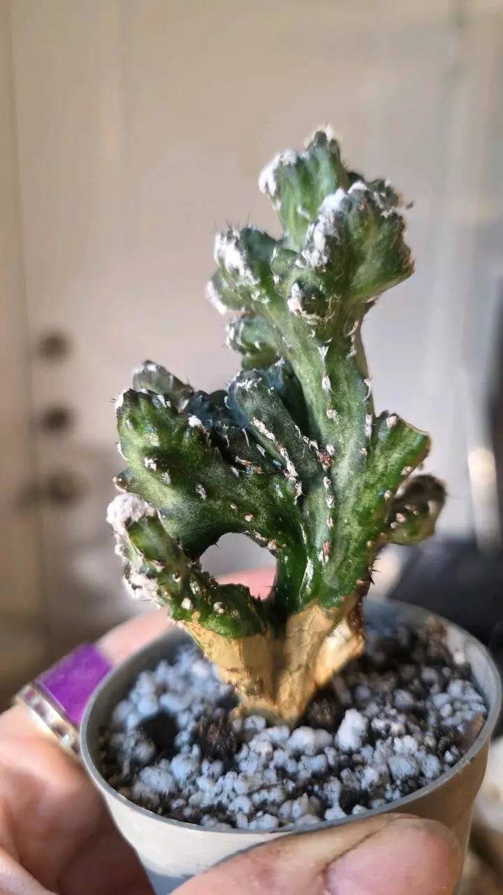 Cereus spegazzinii f. cristata thumbnail