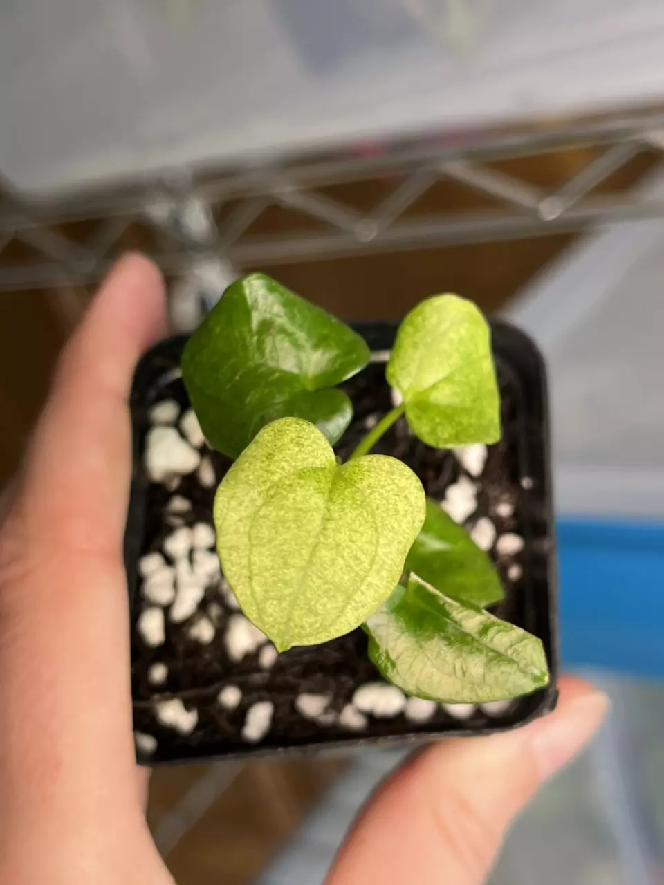 Dark Phoenix Mint thumbnail