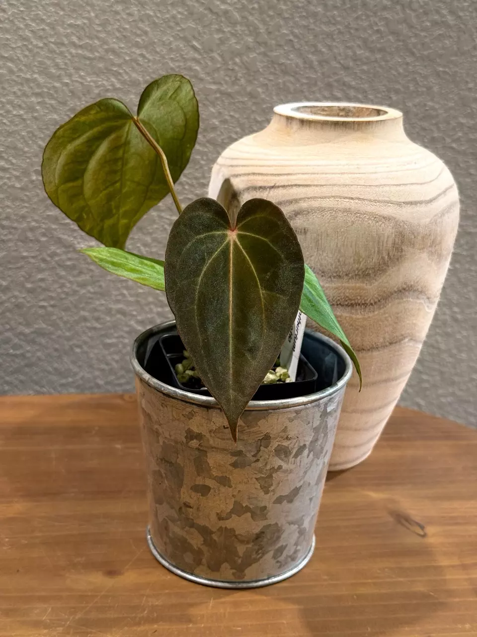 0437 Anthurium Prismatic thumbnail