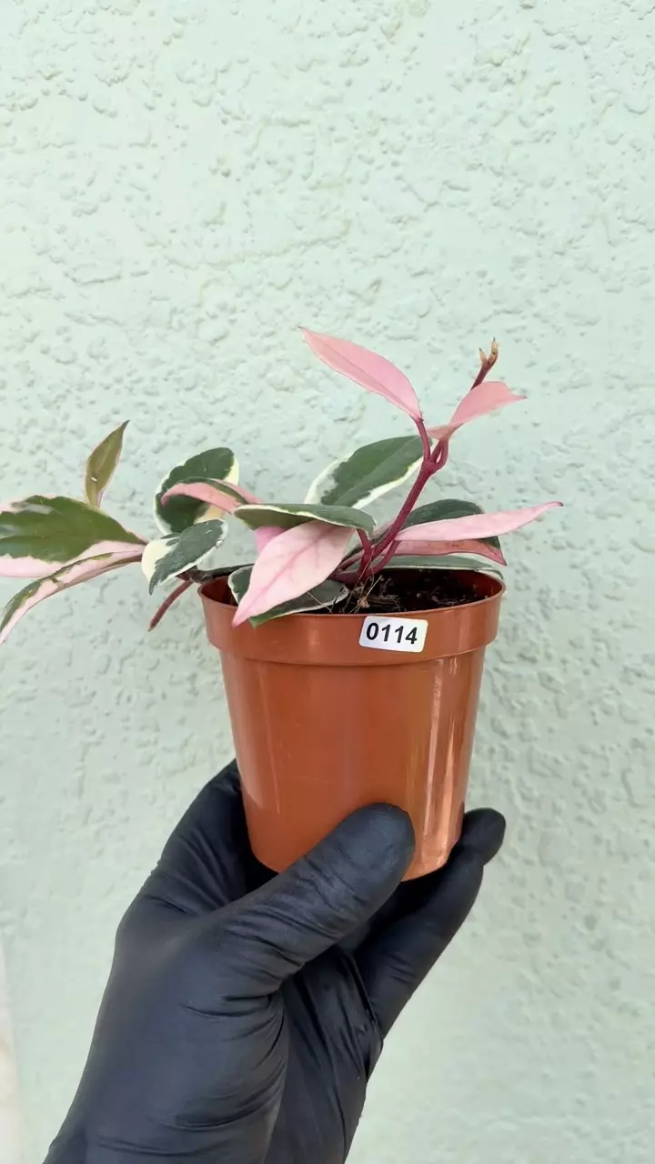 Hoya Krimson Queen | Hoya Carnosa | Hoya Plant | Variegate thumbnail