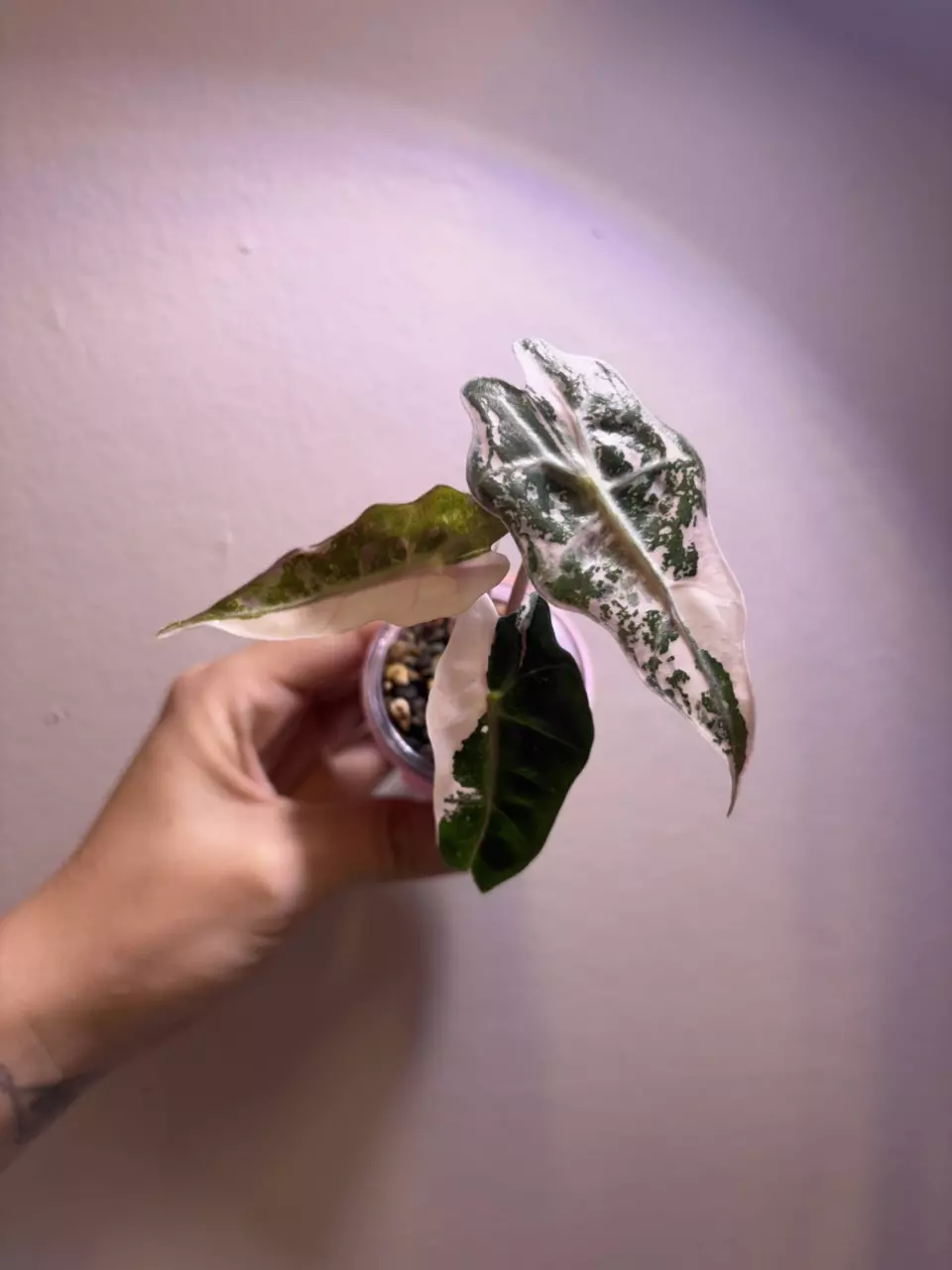 ✨Alocasia Pink Polly✨ thumbnail