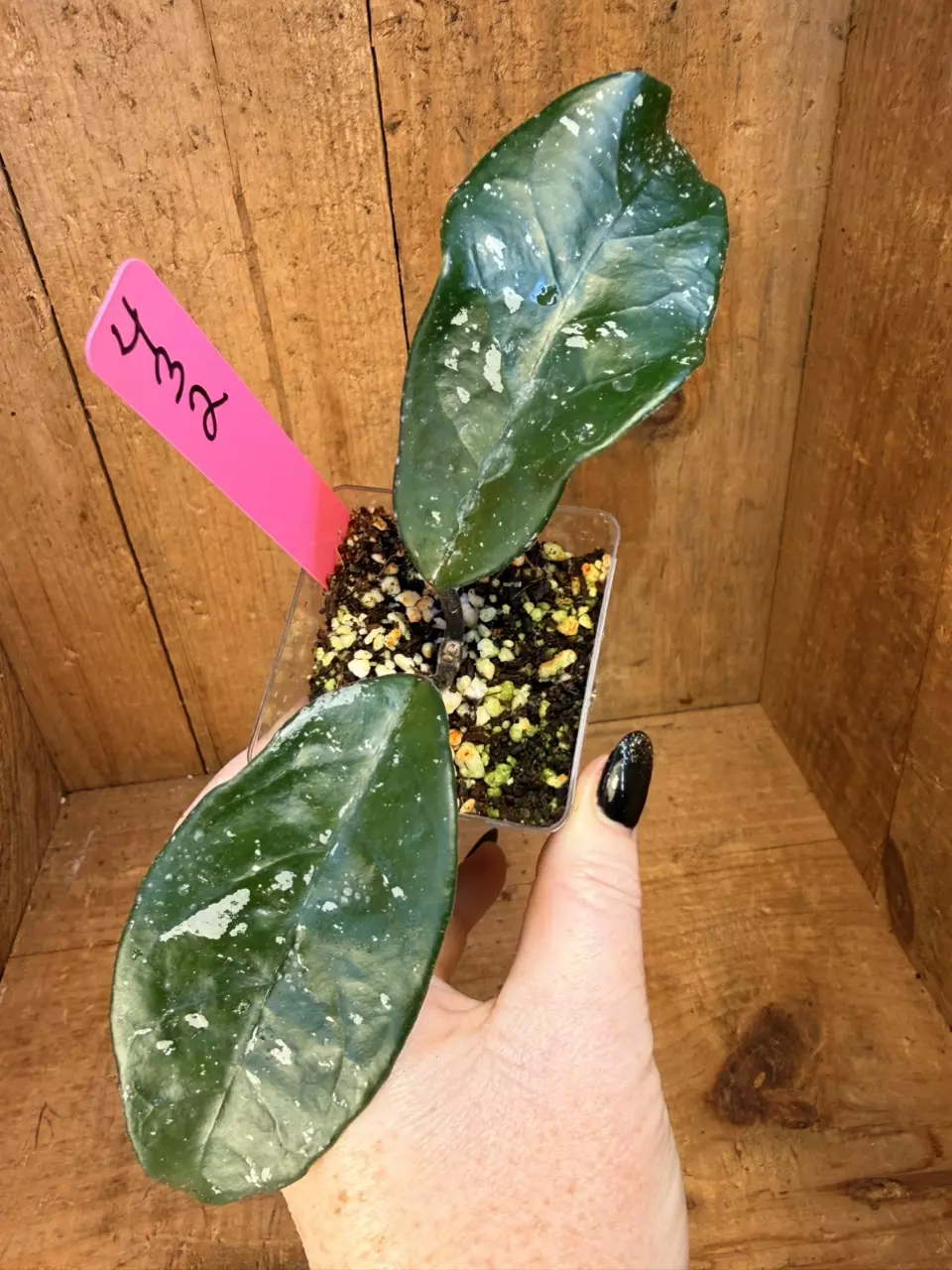 432 Hoya carnosa ‘Stardust’ pretty! thumbnail