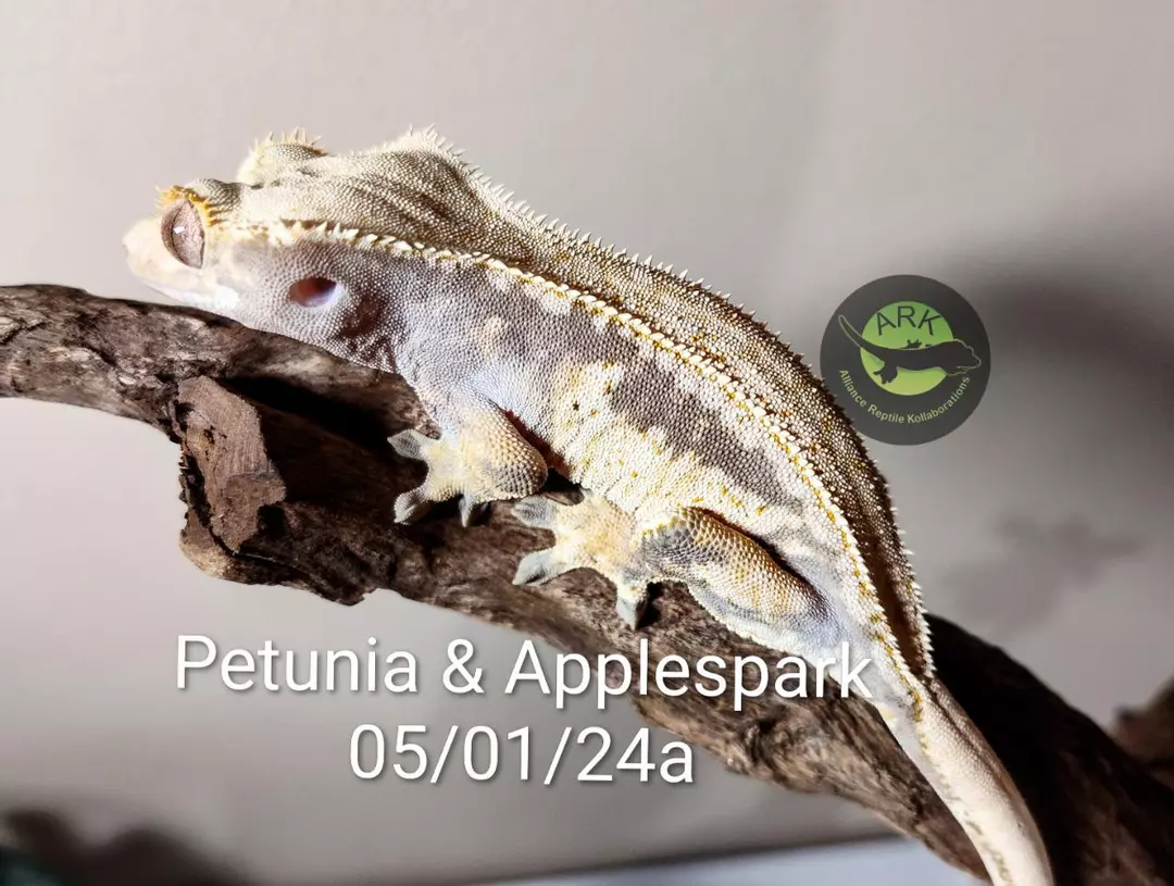Petunia & Applespark 05/01/24a npv 26g thumbnail