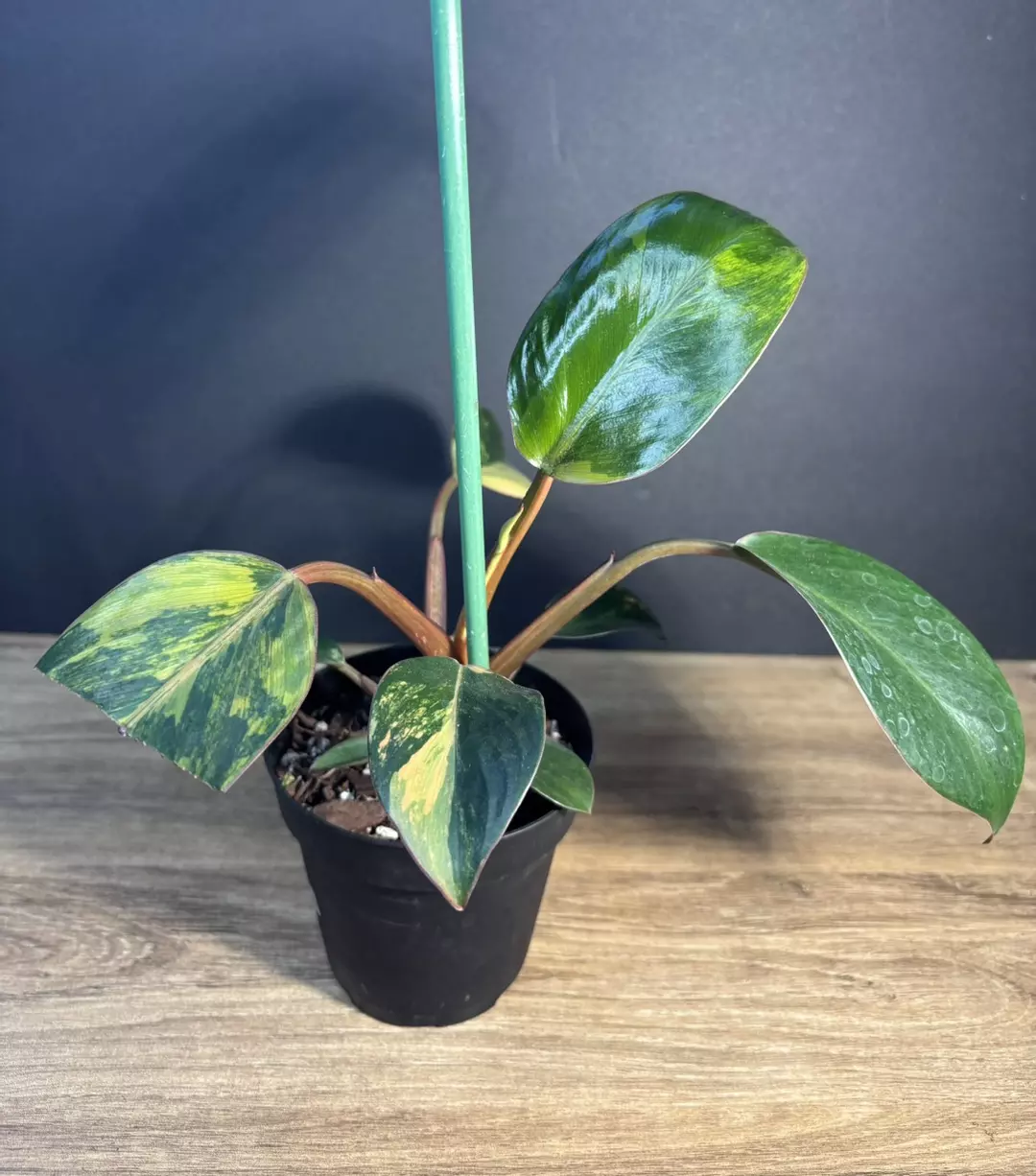 Philodendron Red Congo Variegated ‘Red Hot’ 4” 2794 thumbnail