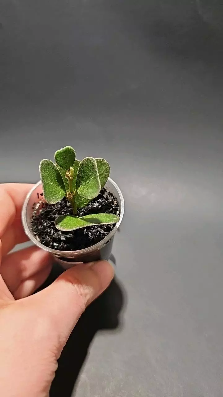Hoya manipurensis rainbow thumbnail