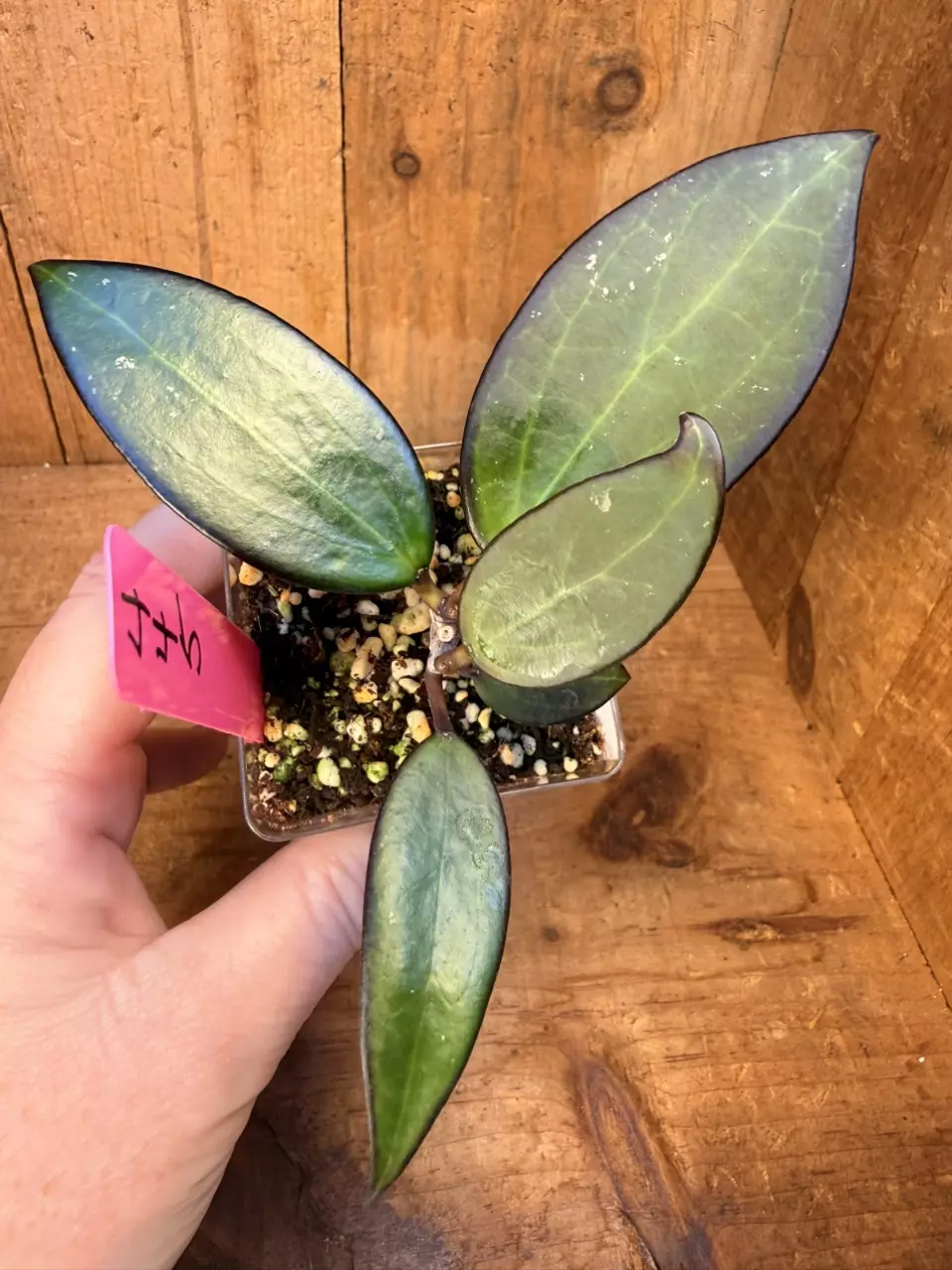 445 Hoya verticillata sp Chiang Rai thumbnail