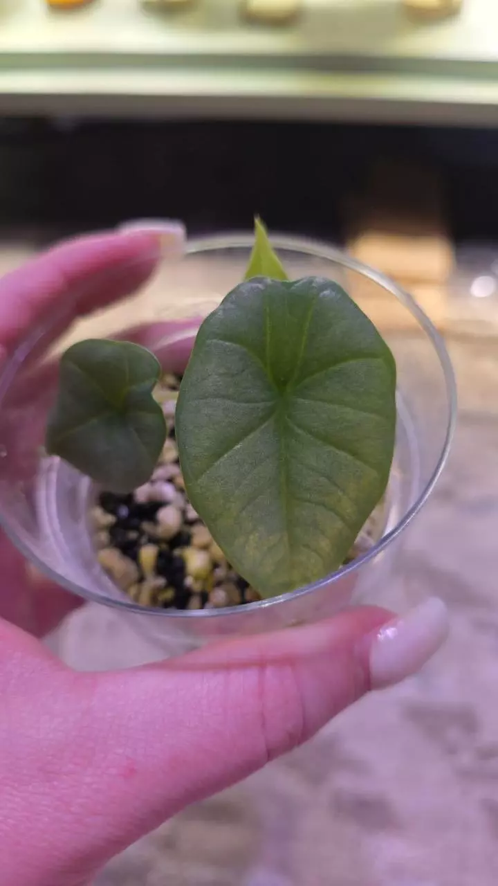Alocasia Bisma thumbnail