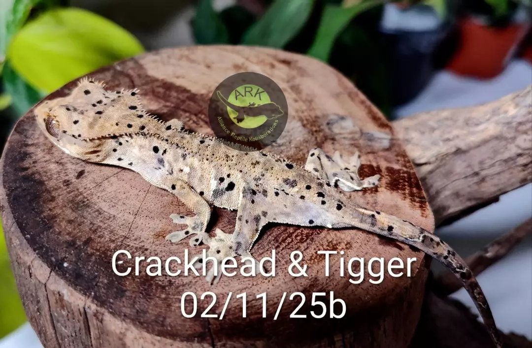 Crackhead & Tigger 02/11/25b M 6.4g thumbnail