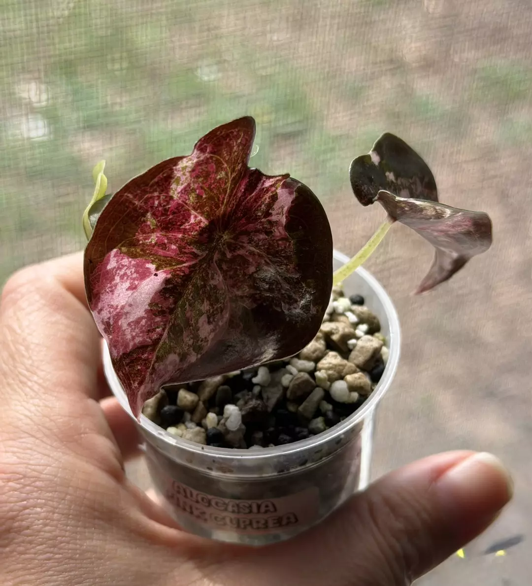 Alocasia True Pink Albo Cuprea 💖🤍💖 thumbnail