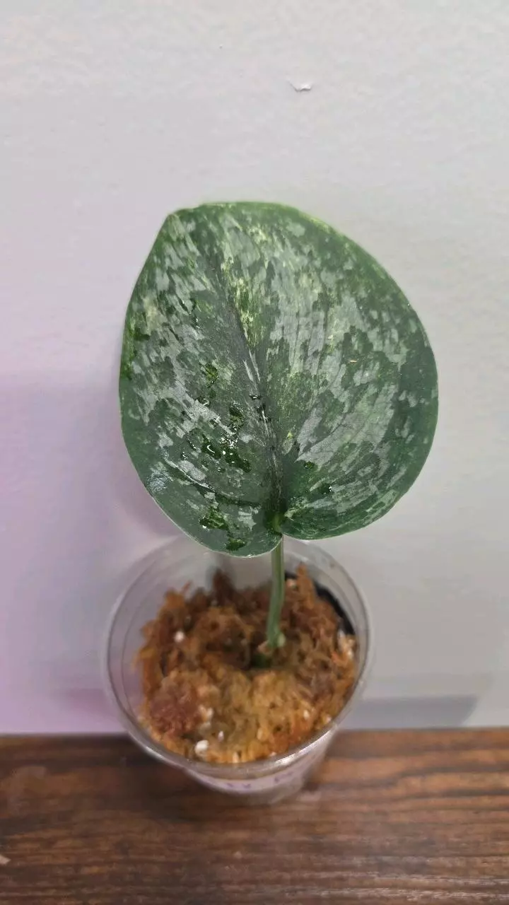 Scindapsus Exotica Dark Albo 636 thumbnail