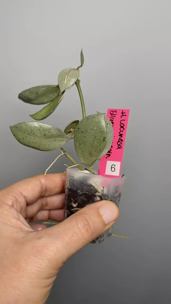 Hoya Lacunosa ‘Silver Mint Coin’ #6 thumbnail